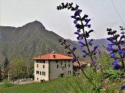 79 Salvia pratensis (Salvia dei prati) con vista sulle case di Tessi e verso il Monte Zucco